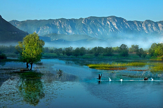 Скадарське озеро